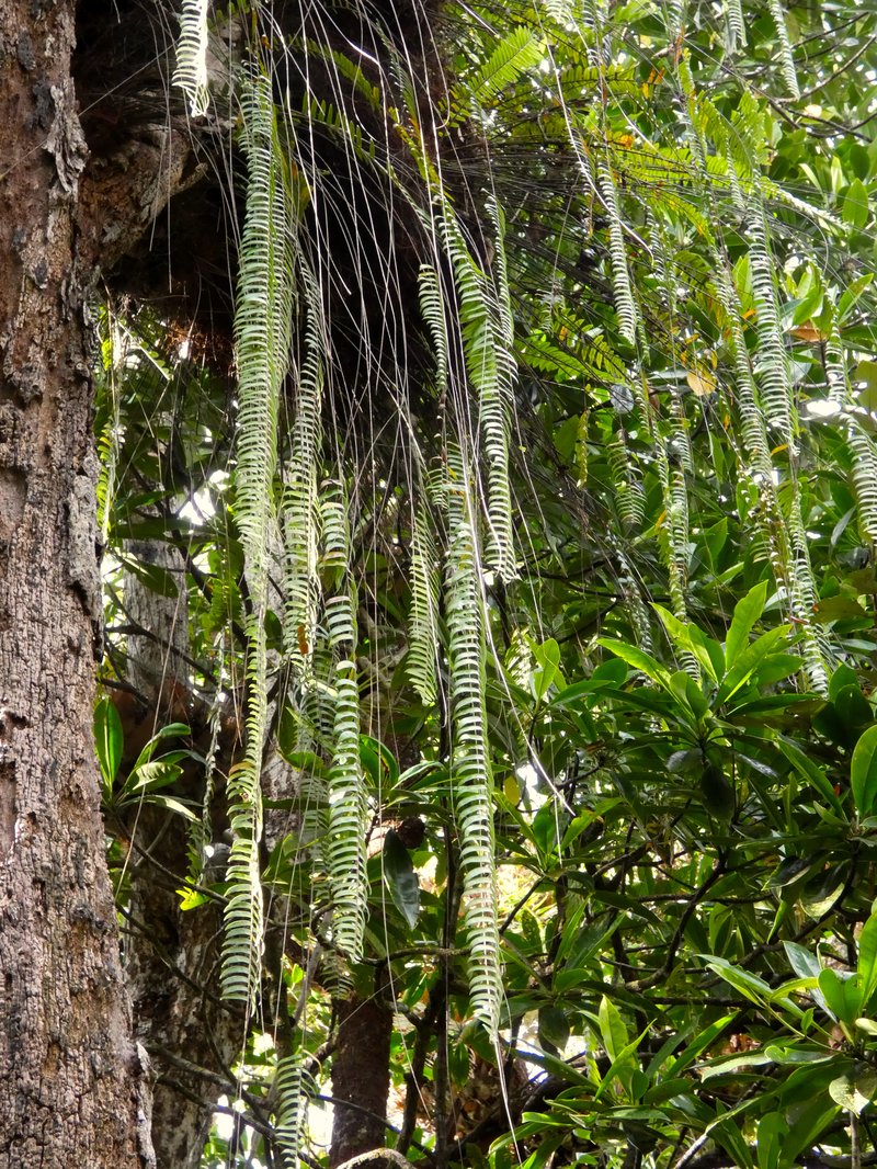 Nephrolepis acutifolia