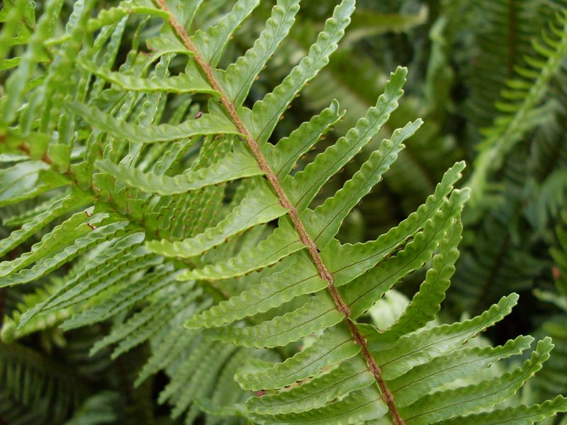 Nephrolepis acutifolia photo 4