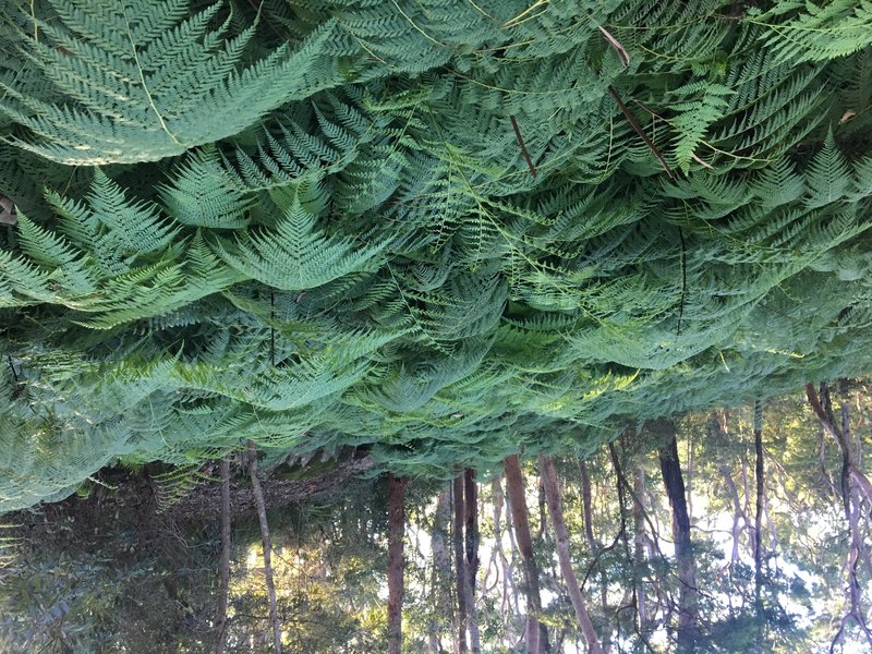 Nephrolepis acutifolia photo 5