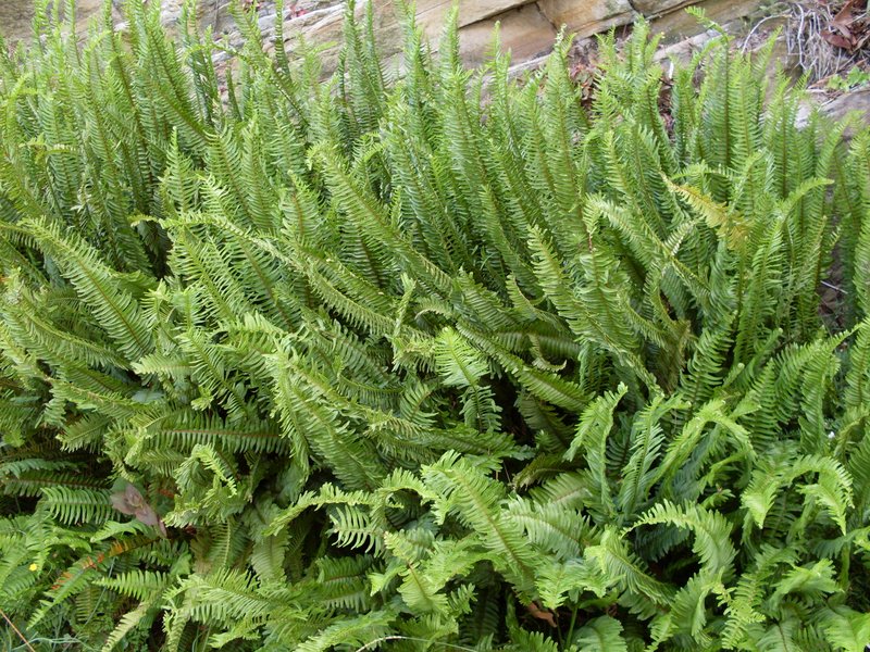 Nephrolepis acutifolia photo 6