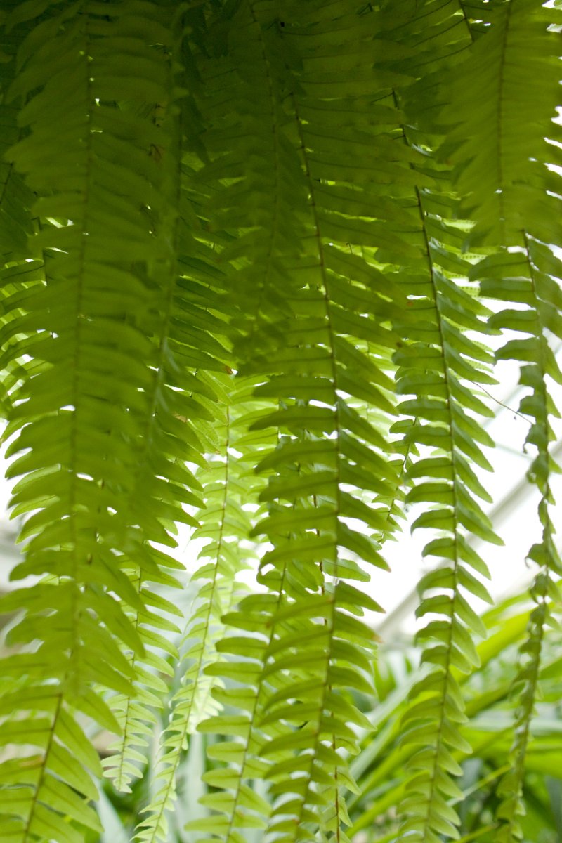 Nephrolepis acutifolia photo 7