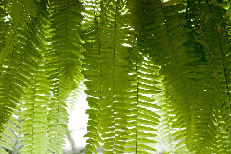 Nephrolepis acutifolia photo 8