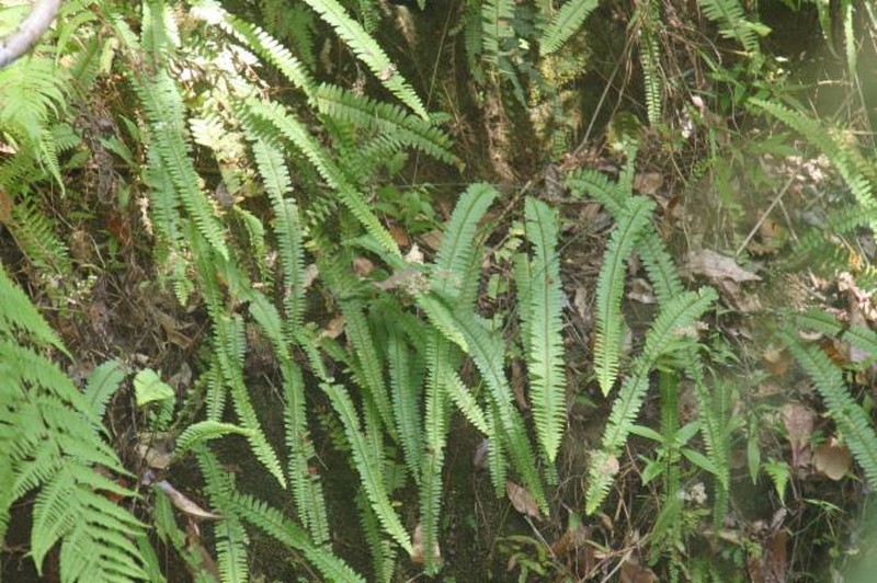 Nephrolepis arida
