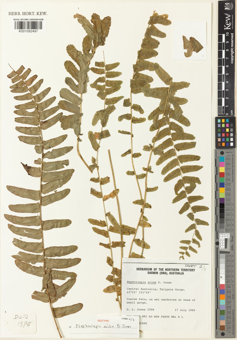 Nephrolepis arida photo 2