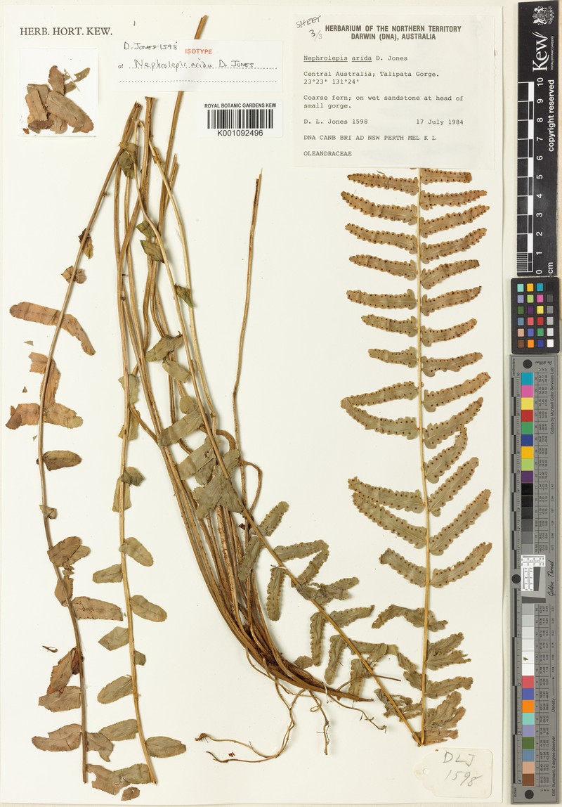 Nephrolepis arida photo 3