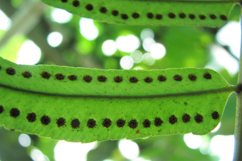 Giant Swordfern photo 2