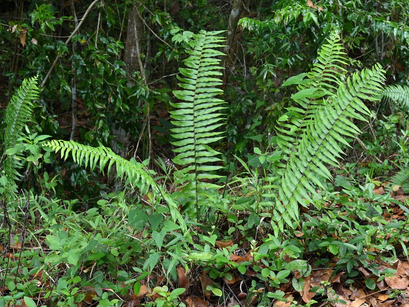 Giant Swordfern photo 3
