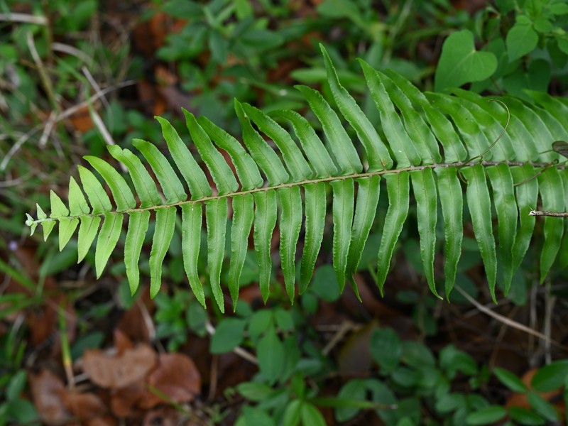 Giant Swordfern photo 4