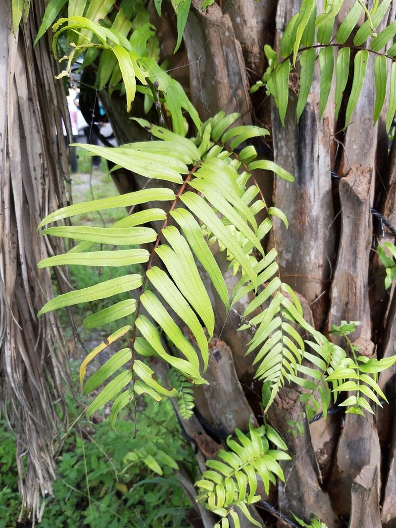 Giant Swordfern photo 3