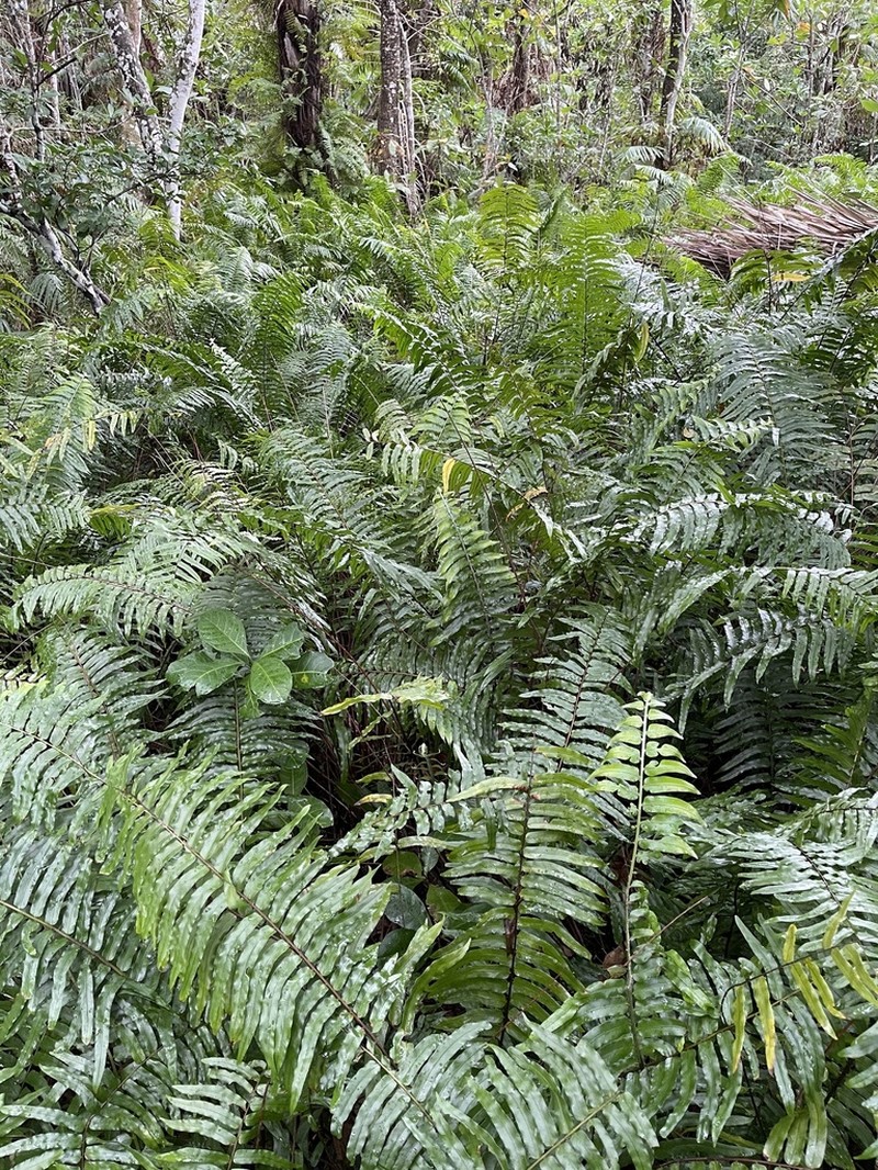 Giant Swordfern photo 4