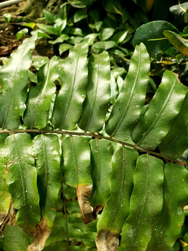 Giant Swordfern photo 6