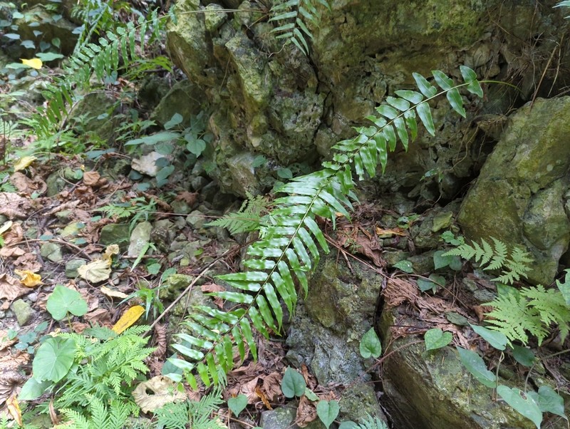 Giant Swordfern photo 7