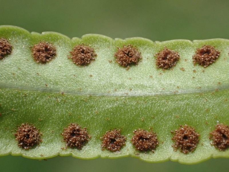 Giant Swordfern photo 8
