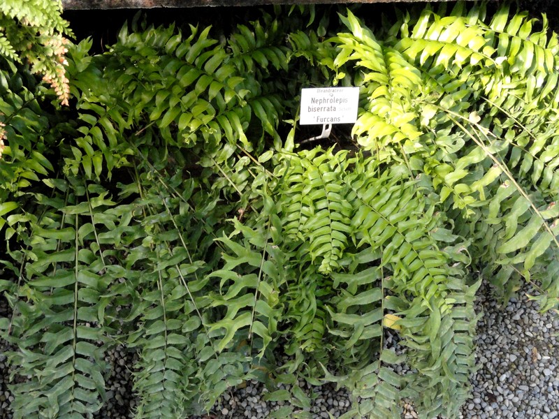 Laurel-Leaf Swordfern