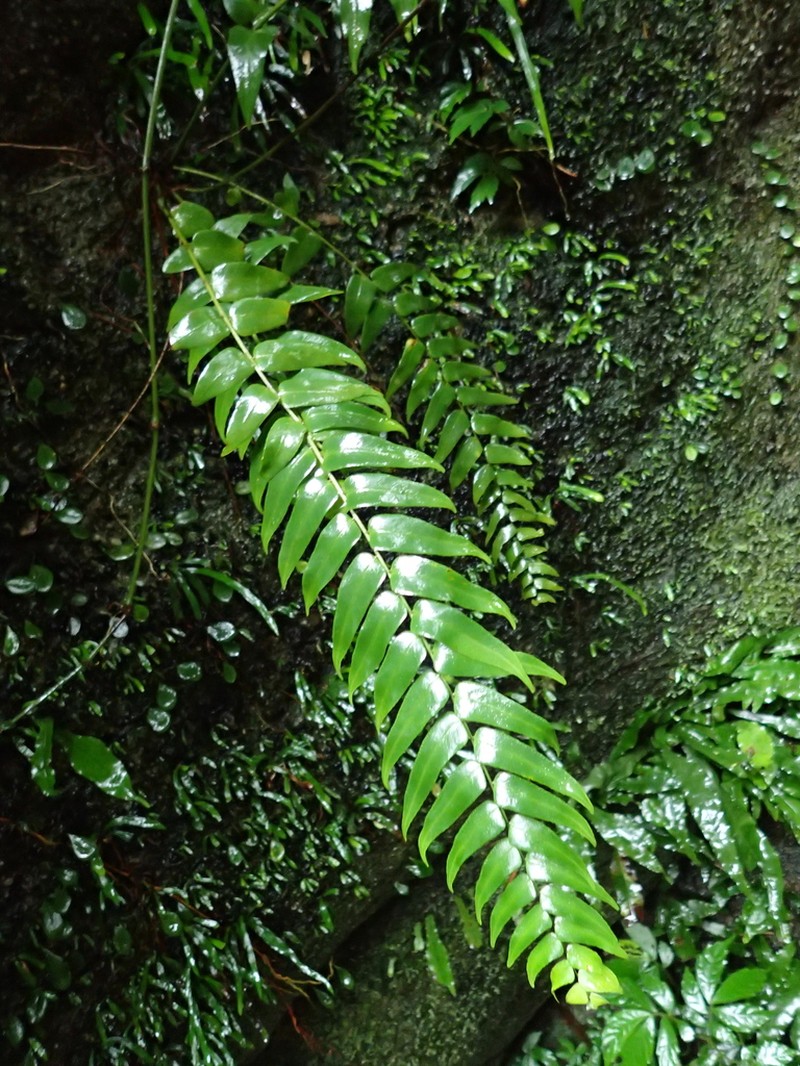 Laurel-Leaf Swordfern photo 4