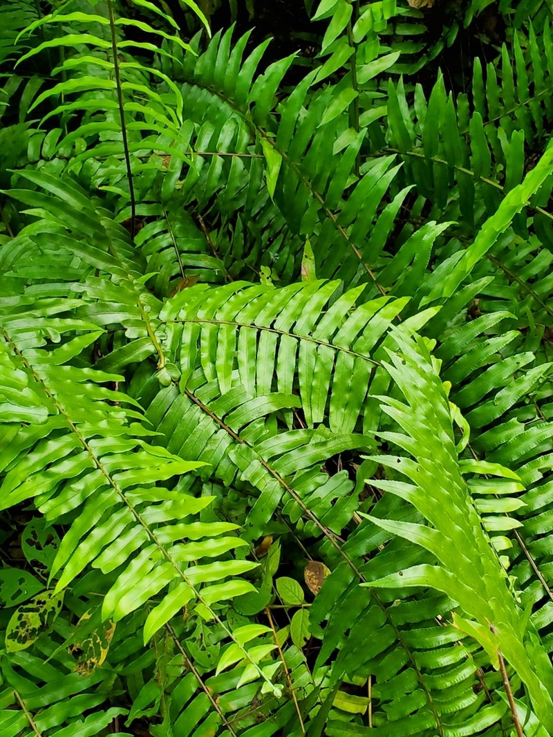Laurel-Leaf Swordfern photo 8