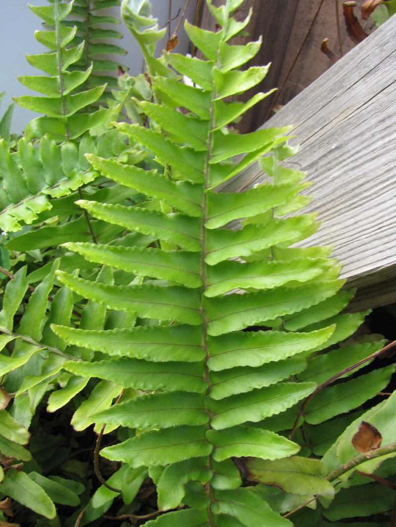 Asian Swordfern