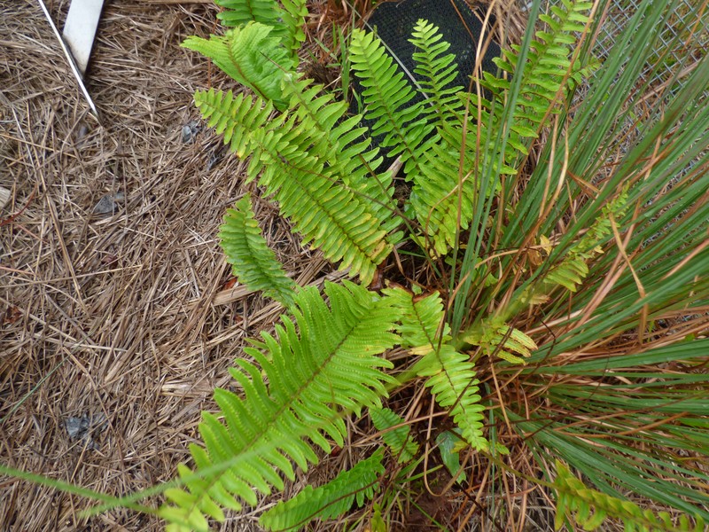 Asian Swordfern photo 5
