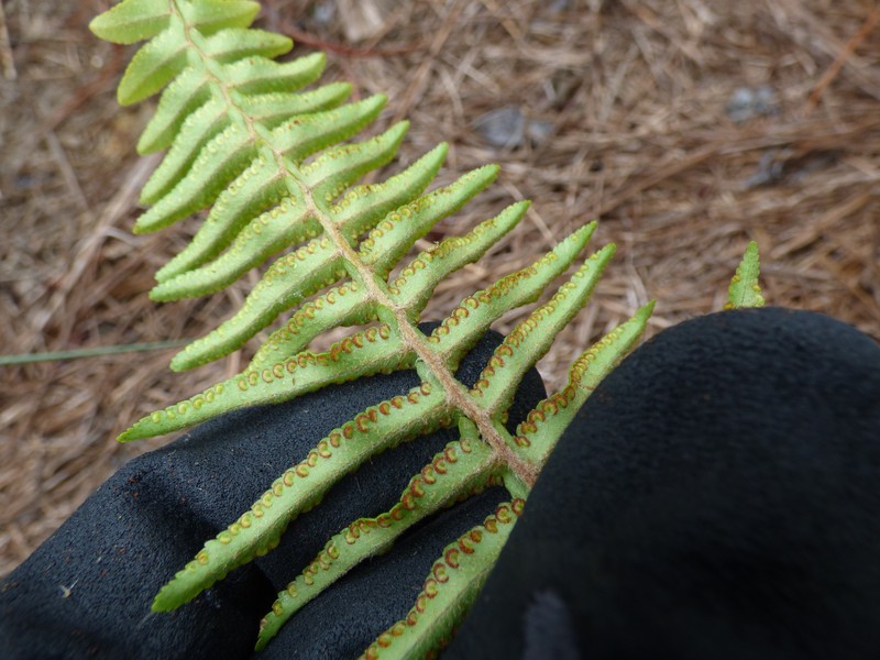 Asian Swordfern photo 6