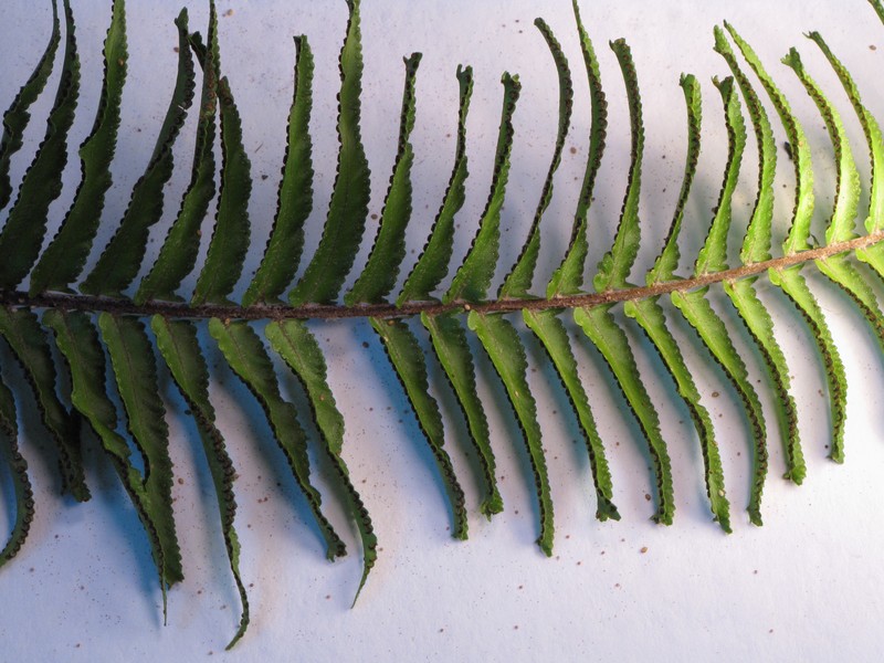 Asian Swordfern photo 7