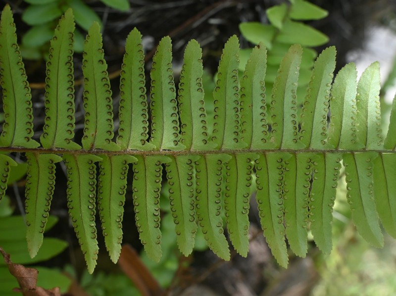 Asian Swordfern photo 8