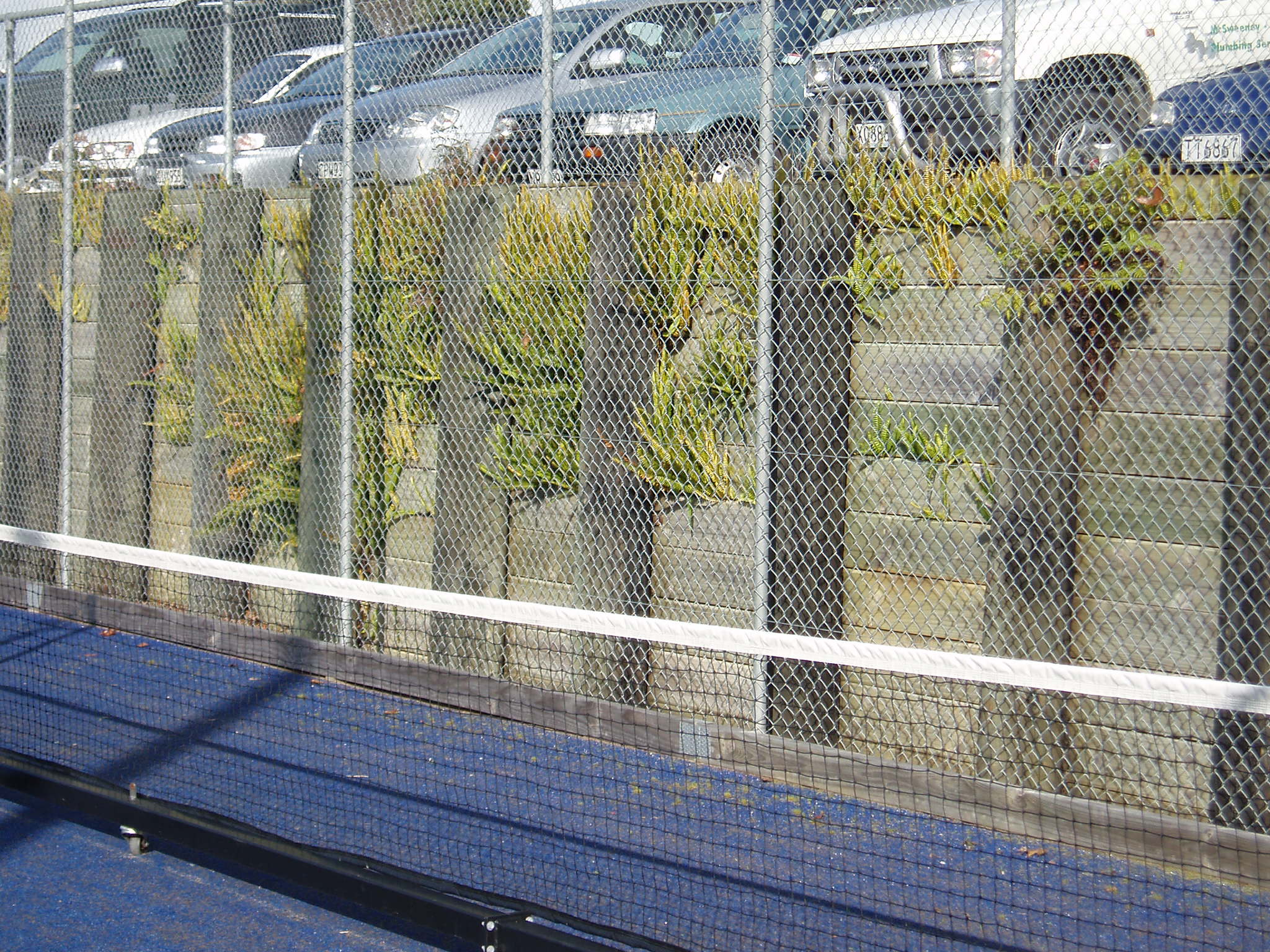 Narrow Swordfern photo 2