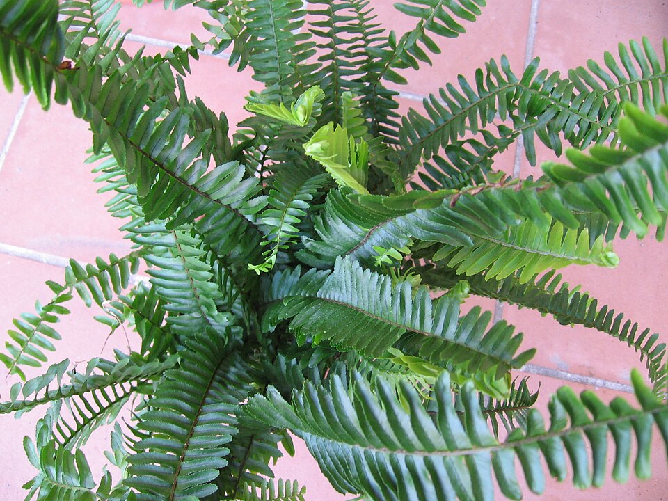 Narrow Swordfern photo 4