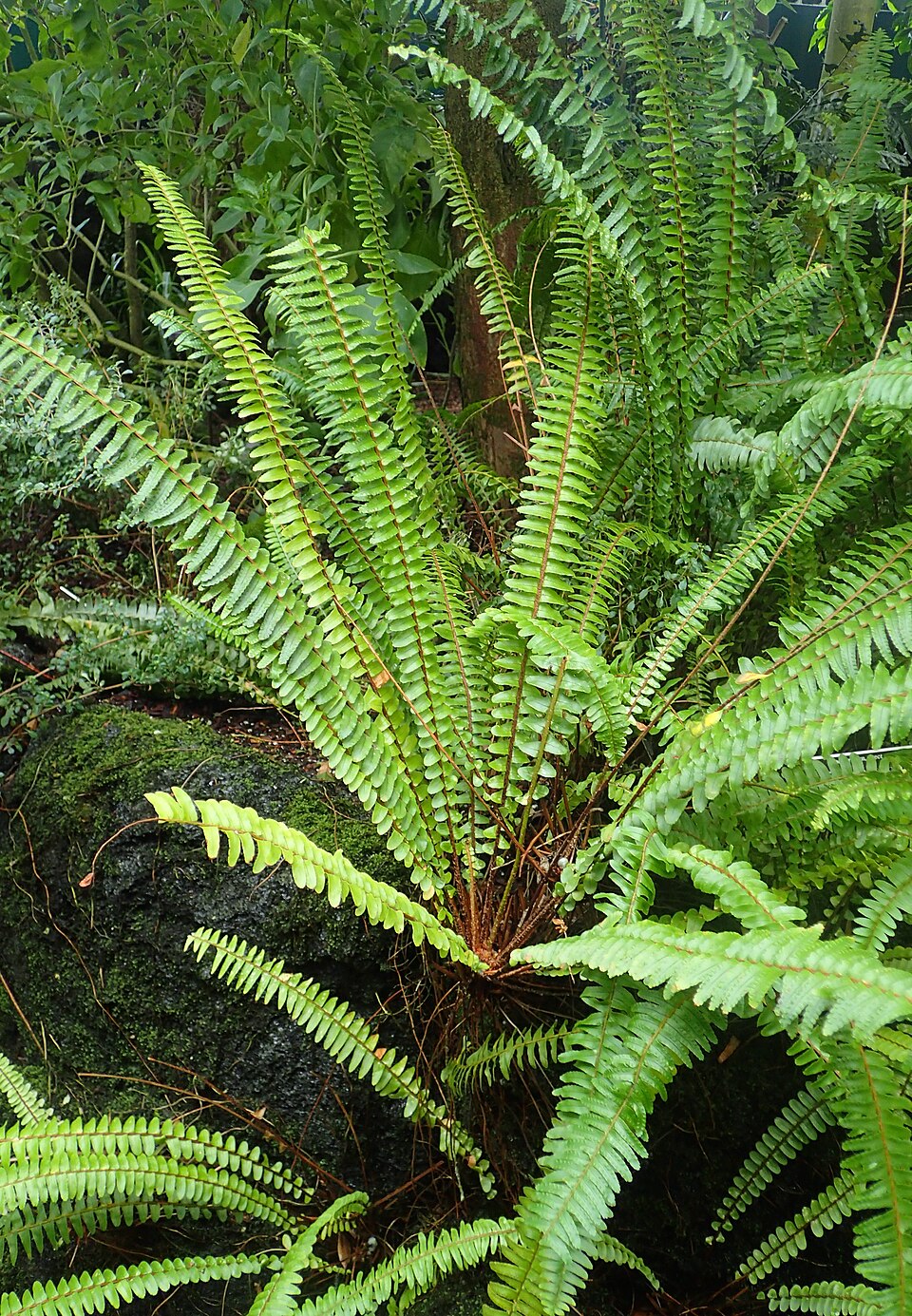 Narrow Swordfern photo 5