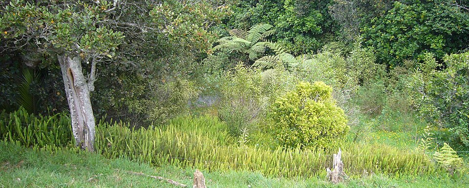 Narrow Swordfern photo 6