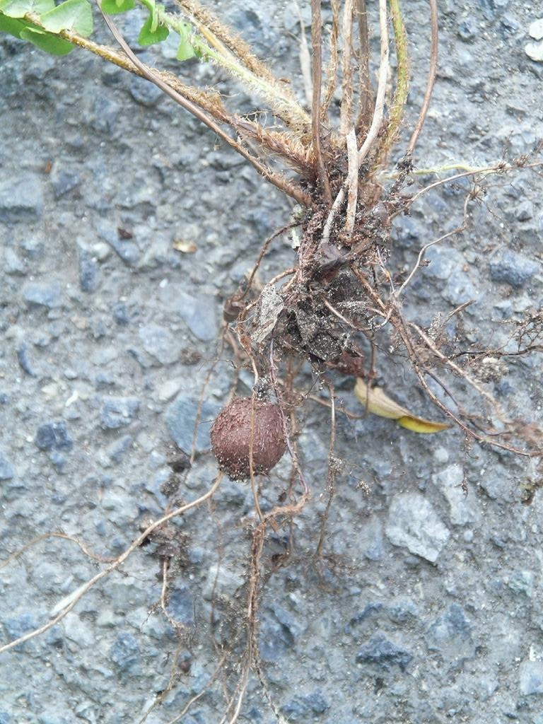Narrow Swordfern photo 7