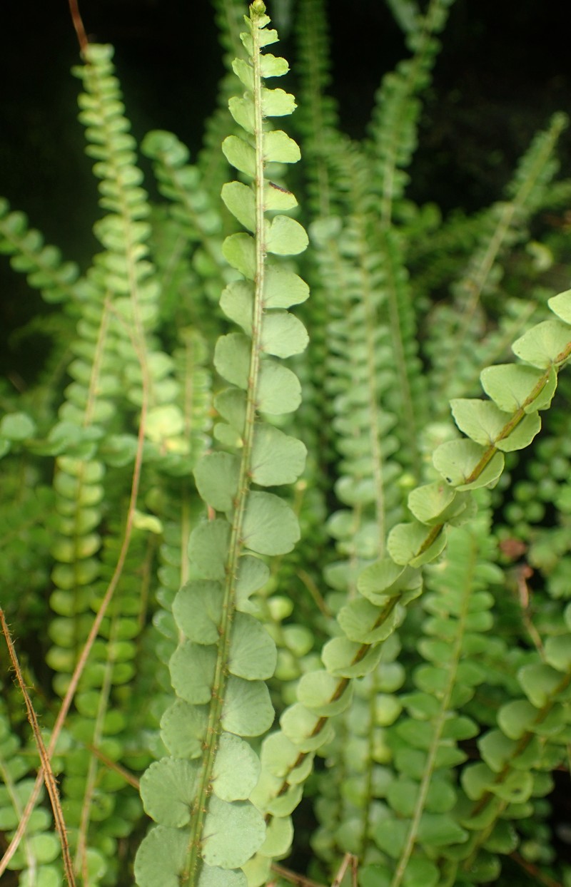 Narrow Swordfern photo 8