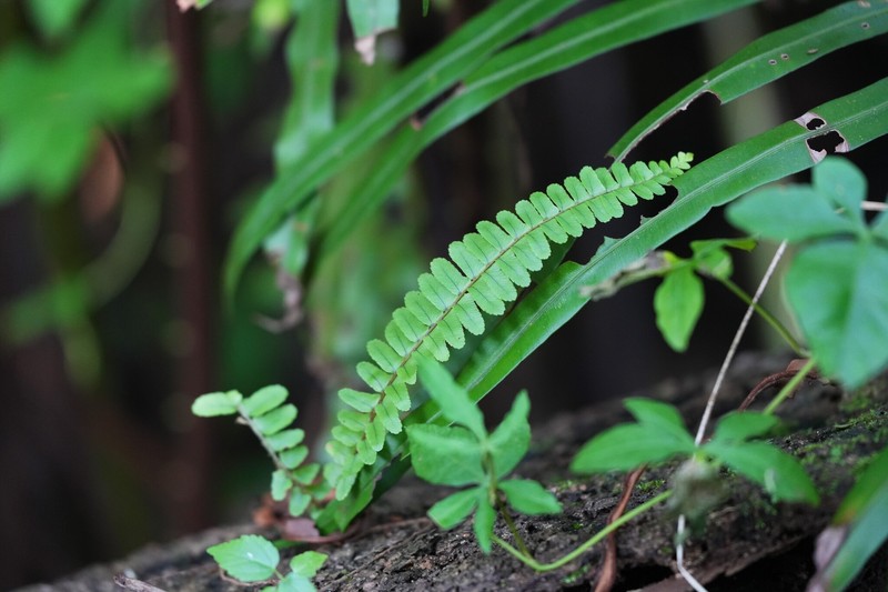 Nephrolepis cordifolia var. cordifolia