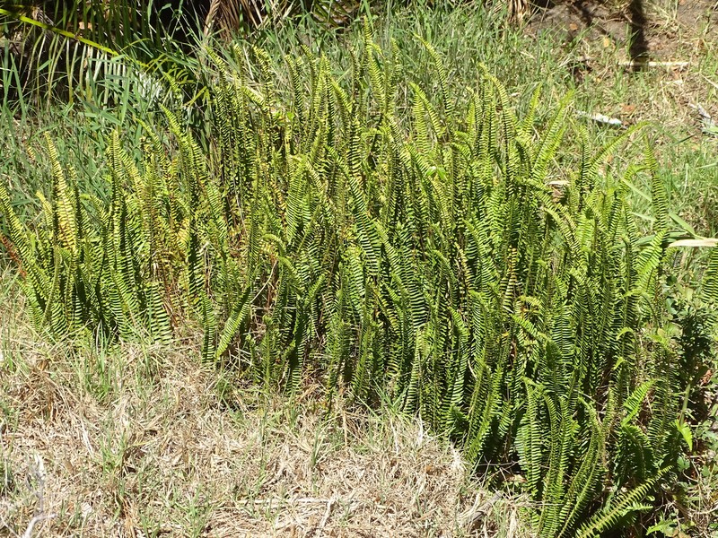Nephrolepis cordifolia var. cordifolia photo 2