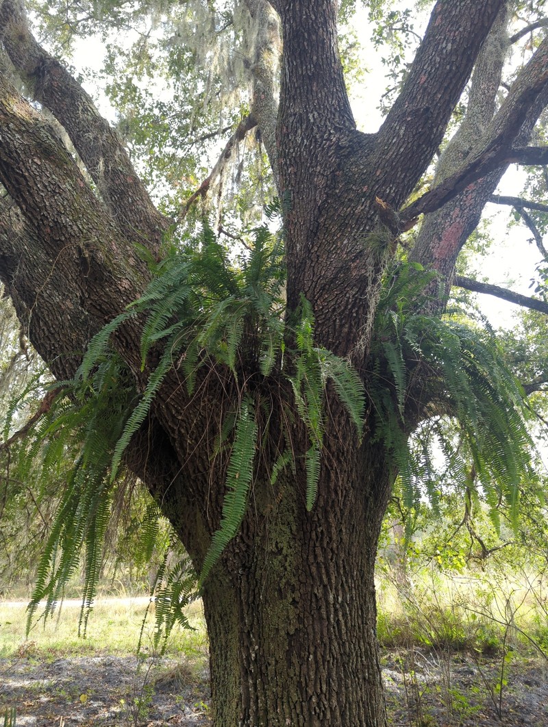 Nephrolepis cordifolia var. cordifolia photo 3