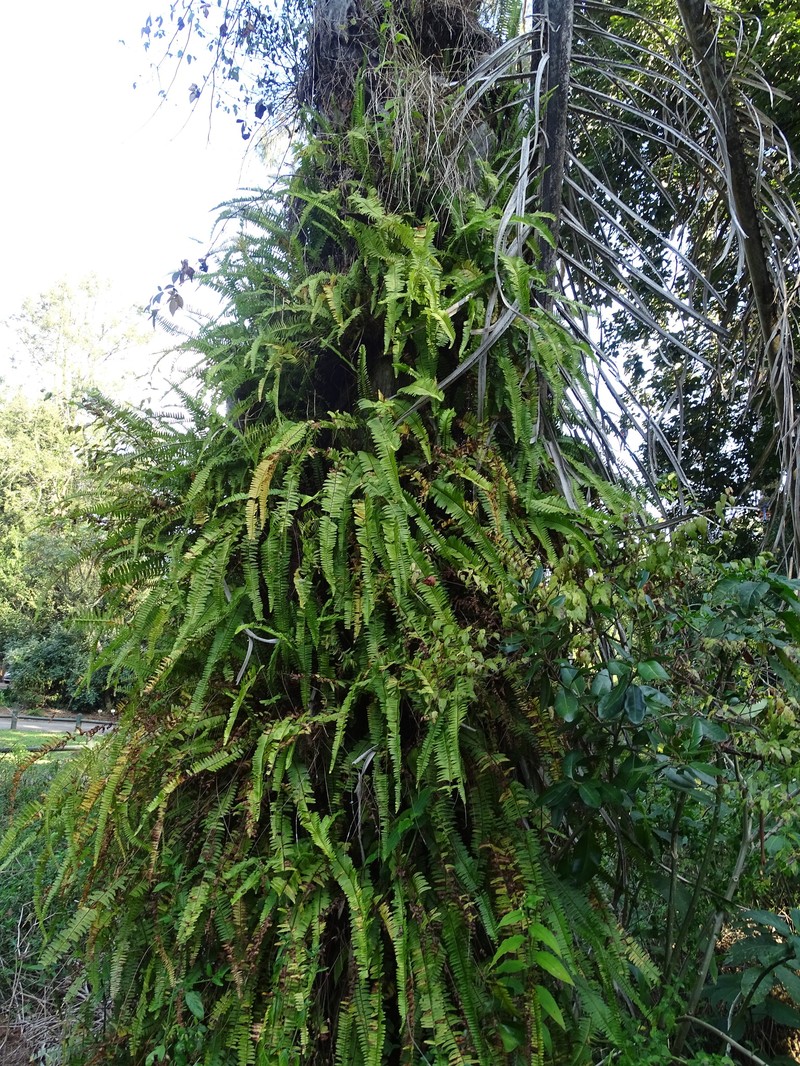 Nephrolepis cordifolia var. cordifolia photo 4