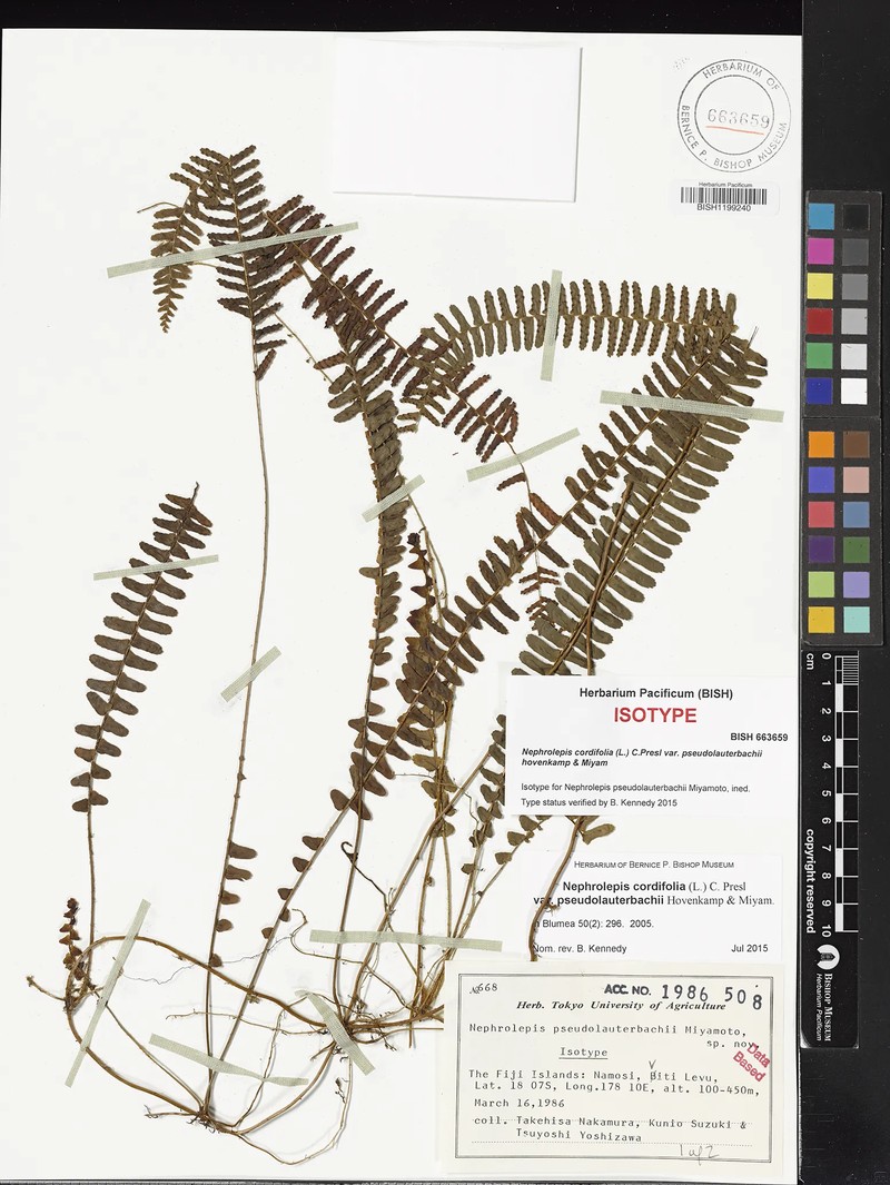 Nephrolepis cordifolia var. pseudolauterbachii