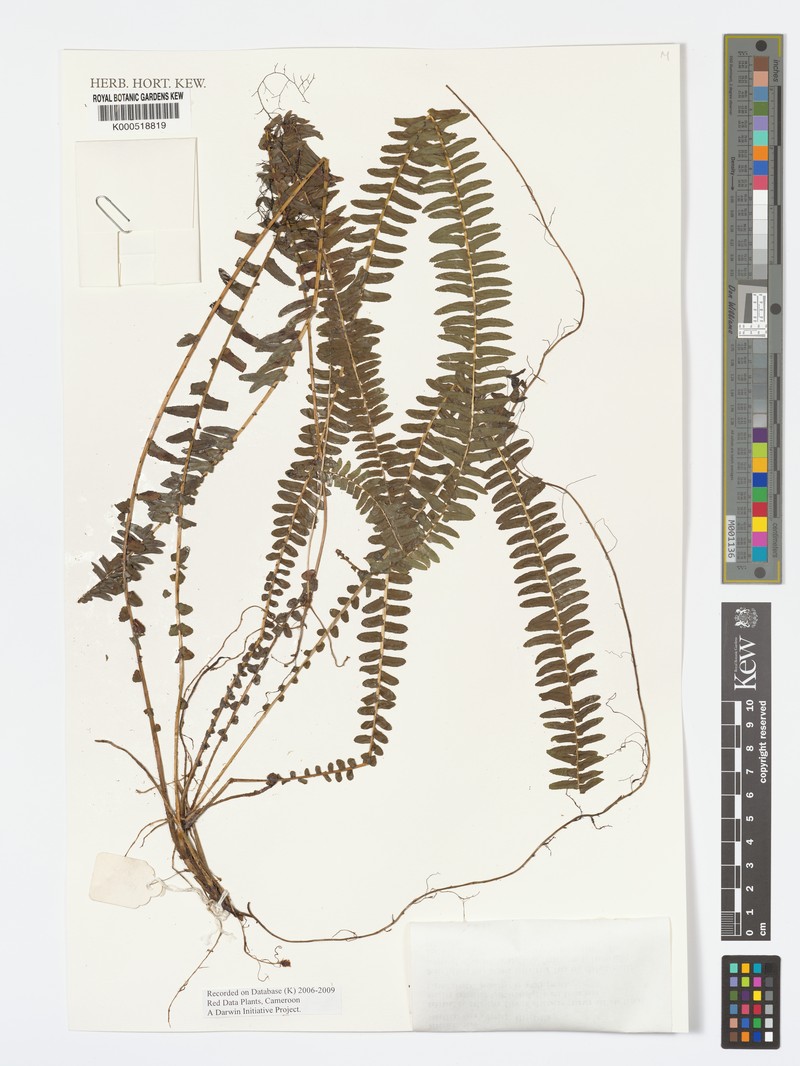 Nephrolepis cordifolia var. pumicicola photo 2