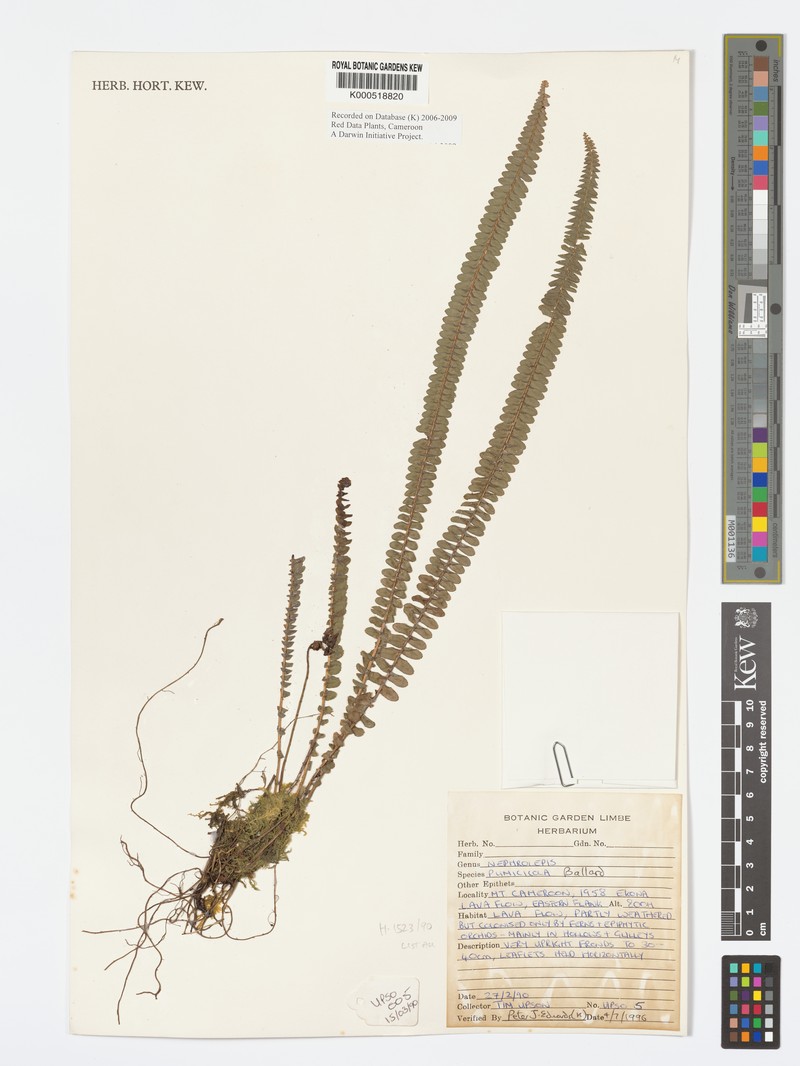 Nephrolepis cordifolia var. pumicicola photo 3