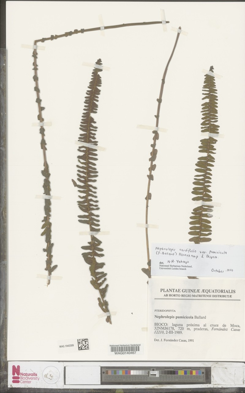 Nephrolepis cordifolia var. pumicicola photo 4