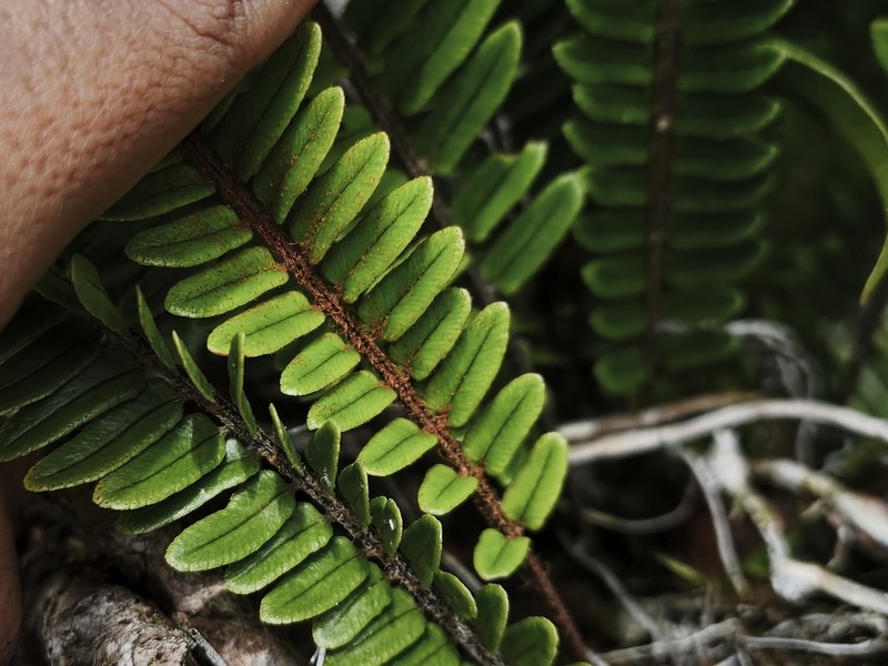Nephrolepis davalliae
