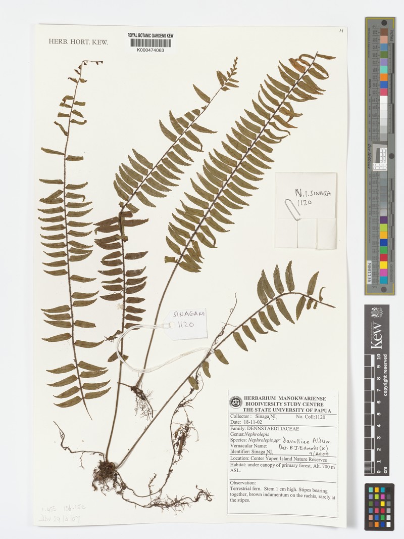 Nephrolepis davalliae photo 2