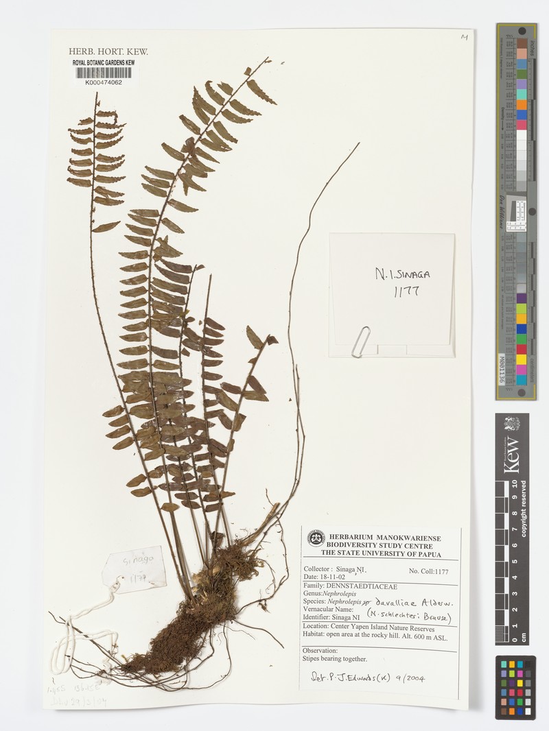 Nephrolepis davalliae photo 3