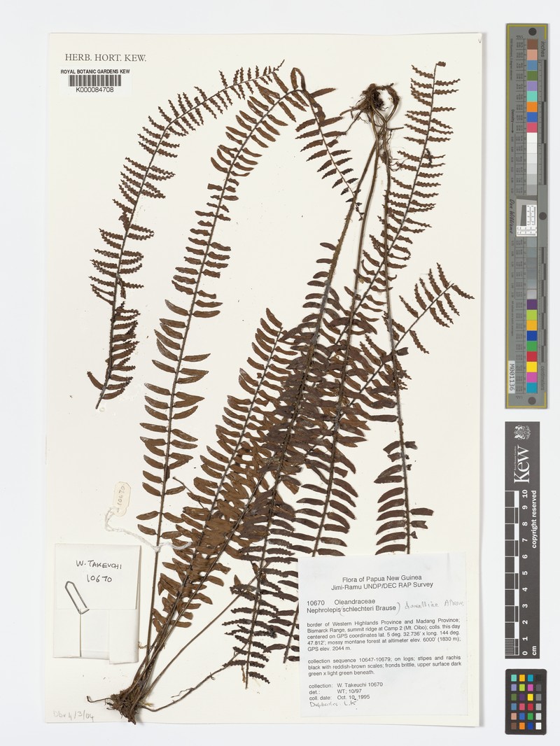 Nephrolepis davalliae photo 4