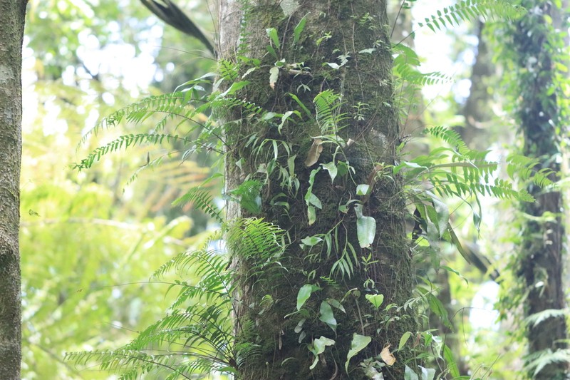 Nephrolepis davallioides