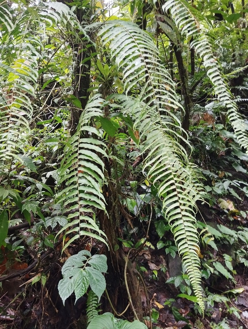 Nephrolepis davallioides photo 2