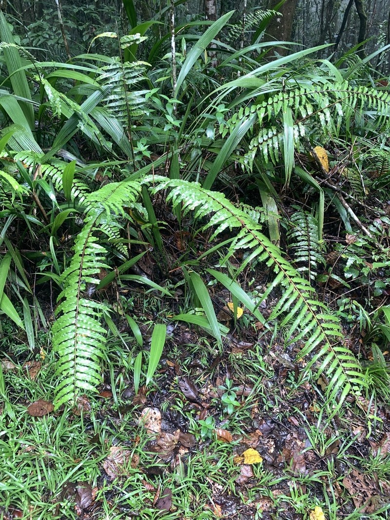 Nephrolepis davallioides photo 3