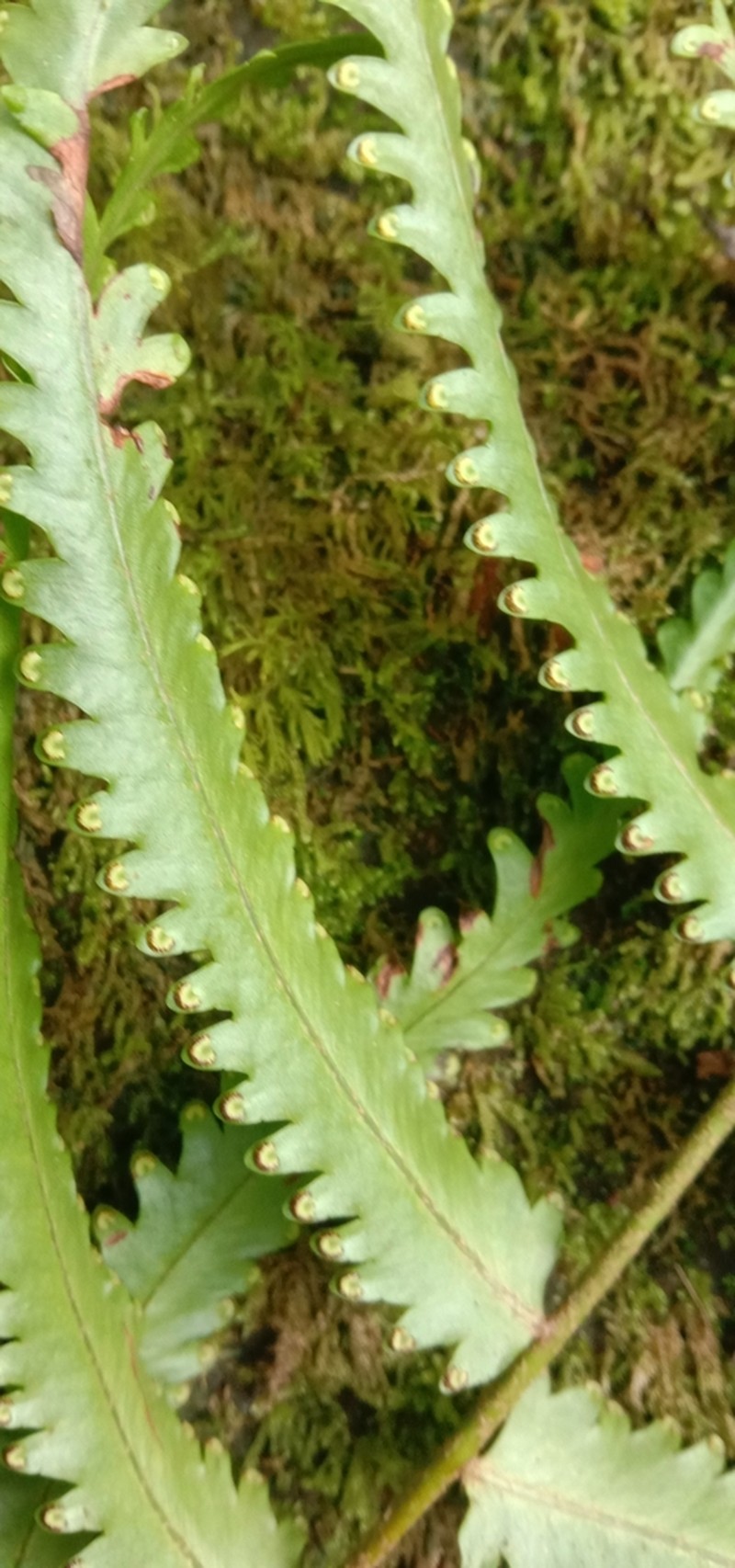 Nephrolepis davallioides photo 4