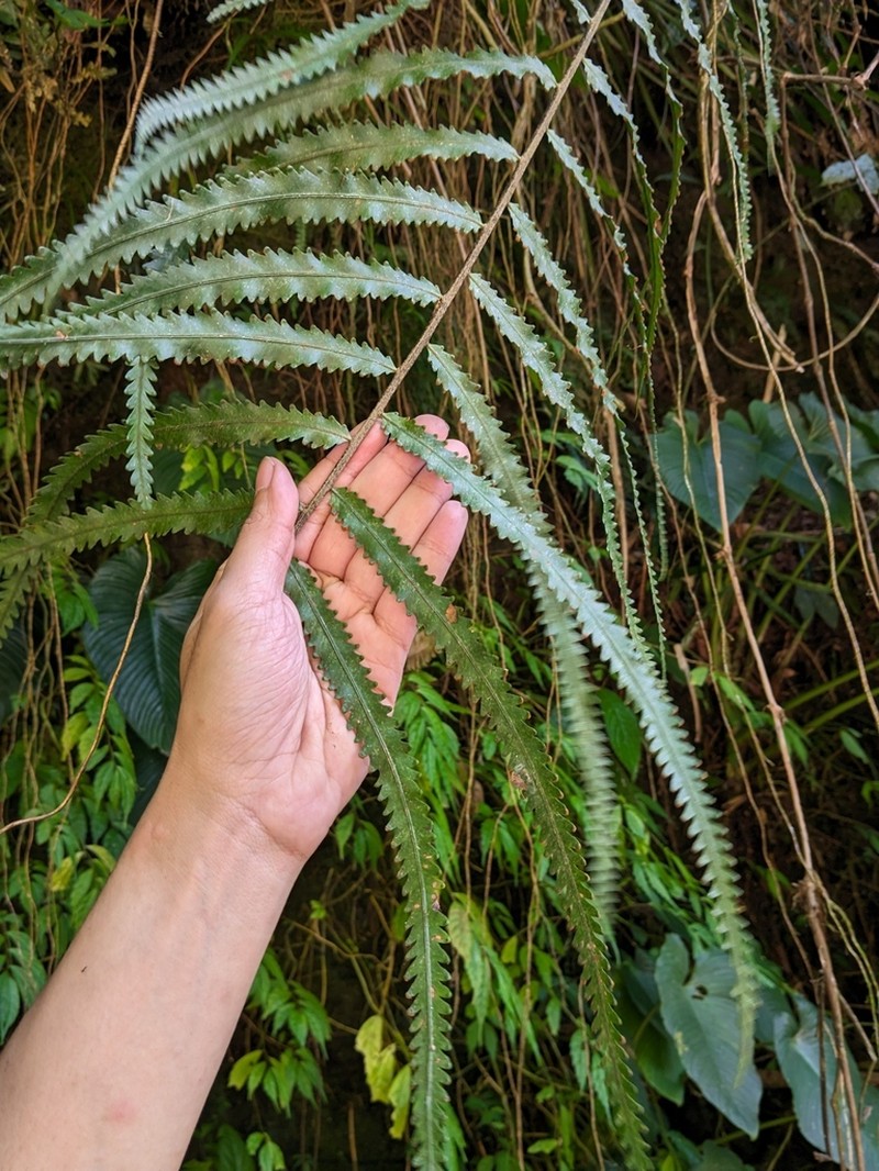 Nephrolepis davallioides photo 5