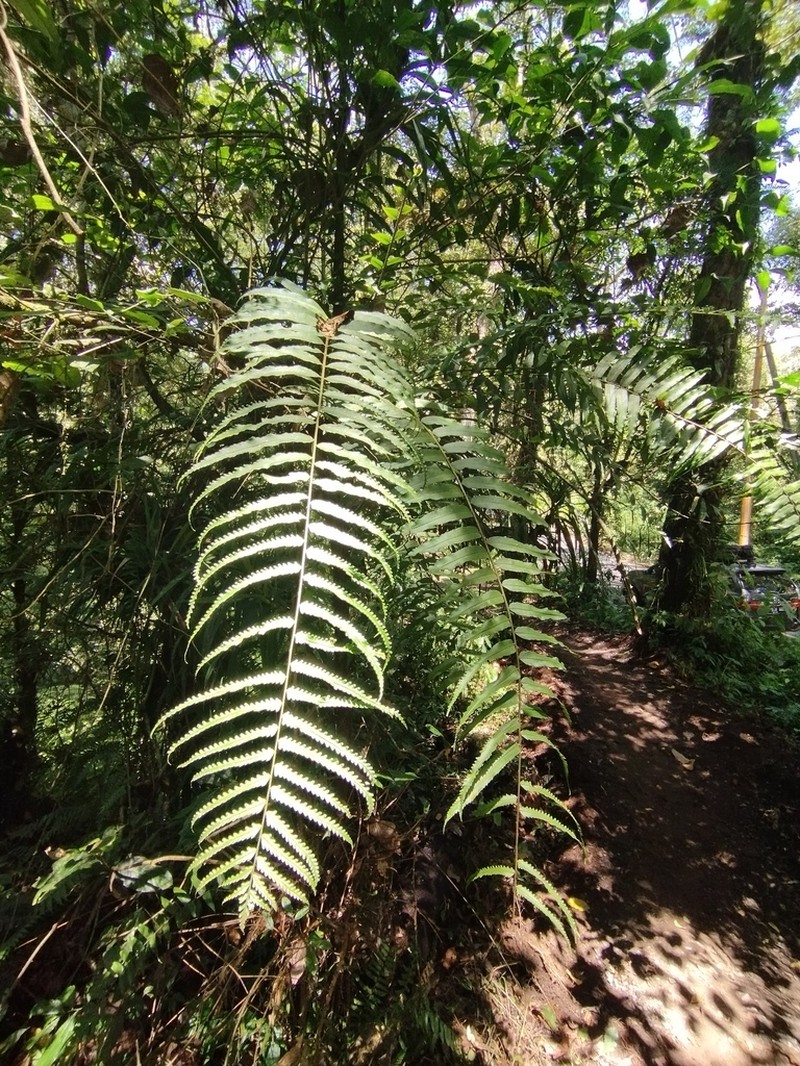 Nephrolepis davallioides photo 6