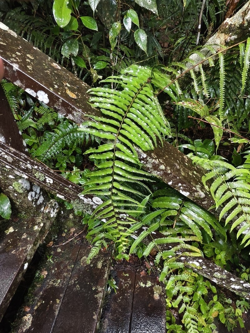 Nephrolepis davallioides photo 7